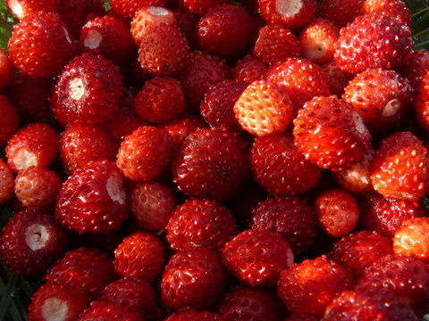 Rote Walderdbeeren im Garten