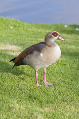goose