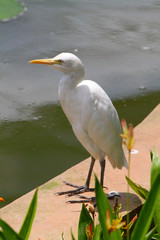 Egret..