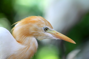 Egret..