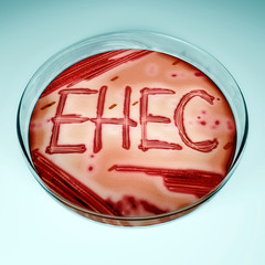EHEC / Enterohämorrhagische Escherichia coli in Petrischale