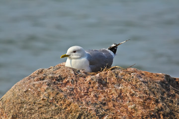 Nesting seagull