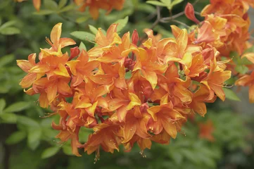 Fototapeten Azalee Orange azalea flowers in full bloom  © alessandrozocc