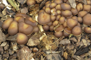 Group of orange mushrooms growing on ground
