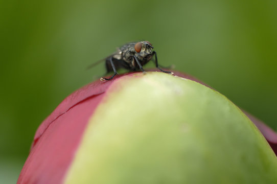 Common fly perched on a flower bud