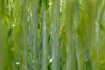 Plants of barley for production of beer