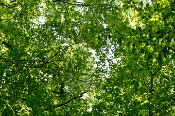 Fototapeta premium Zielony