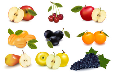 Group with different sorts of fruit. Vector.