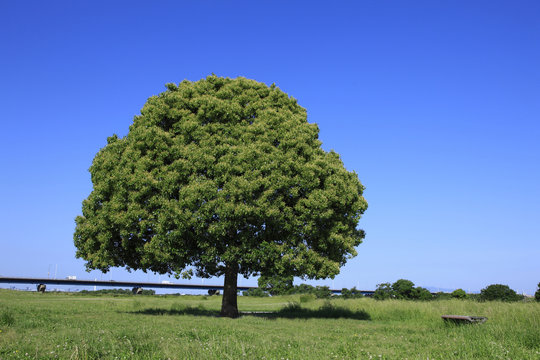 909 件の最適な 一本木 画像、ストック写真、ベクター Adobe Stock