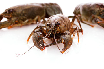 Crayfish isolated on white