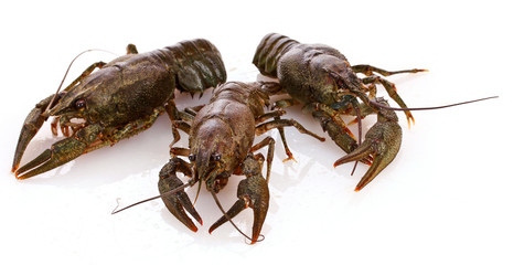 Crayfish isolated on white