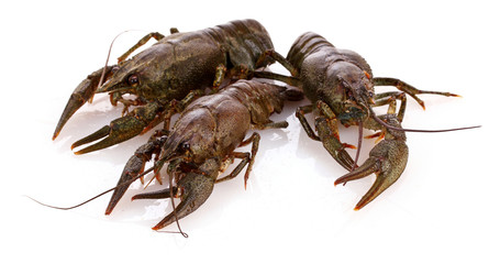 Crayfish isolated on white