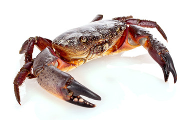 Crab isolated on white