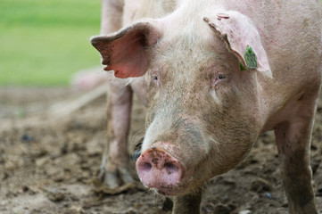 Schwein in Freilandhaltung