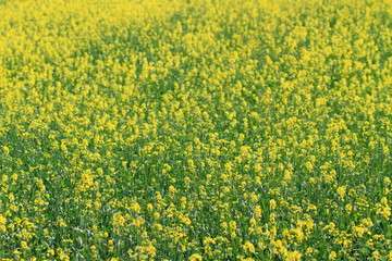 The field