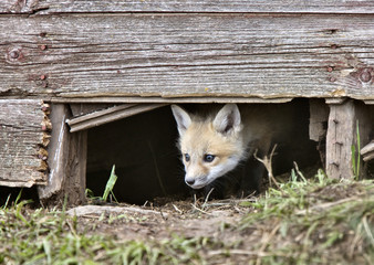 Fox Kits