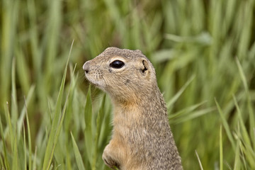 richardson ground squirrel