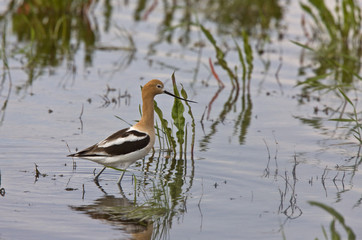Avocet in water