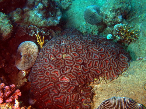 Stony corals of the South-Chinese sea