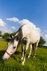 Obraz premium horse