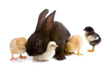 Rabbit and chickens