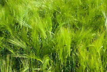 Fototapeta na wymiar wheat