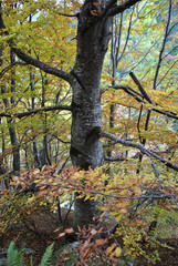 Fototapeta premium autumn