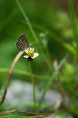 butterfly ,