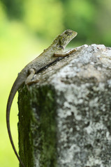 chameleon ,