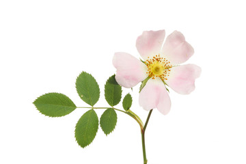 Fototapeta premium Dog rose