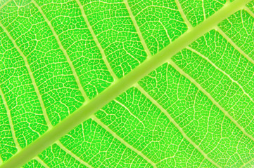Texture of a green leaf as background