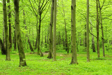 green forest