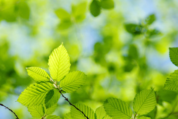 green leaves