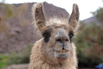 Obraz premium lama nella Quebrada de Cafayate