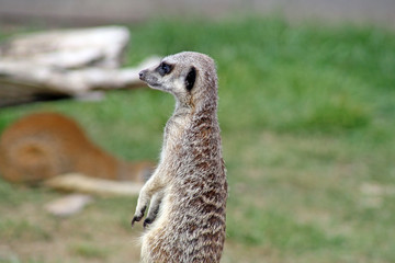 meer cat , standing side view