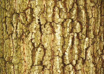 bark texture