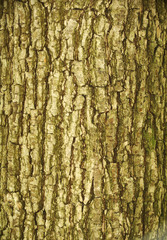 bark texture