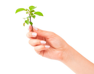 Green plant in the hand