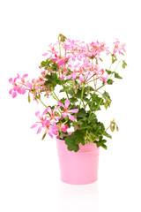 Naklejka na ściany i meble Pink Geranium flower over white background