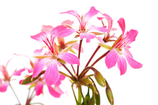 Pink Geranium flowers in closeup over white background