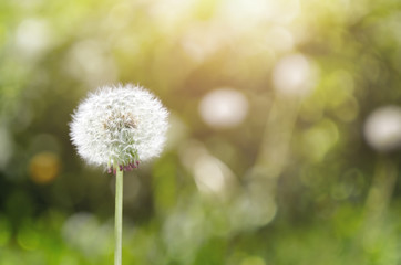 Dandelion