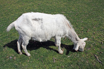 white goat eating grass