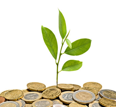 Tree growing from pile of coins