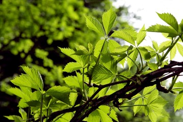 green leaves of wild Virginia creeper