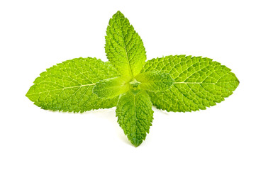 mint leaf