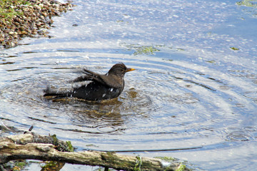 bathing bird