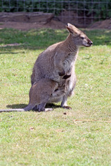 wallaby in a field