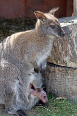 wallaby with a small baby