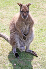 a male wallaby