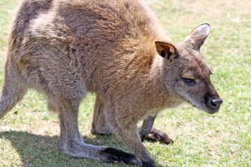 Fototapeta premium wallaby in a field